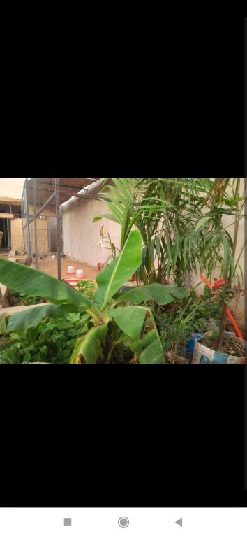 Ein Haufen grüner Pflanzen vor einem Gebäude in der Unterkunft Au Havre de Paix in Niamey
