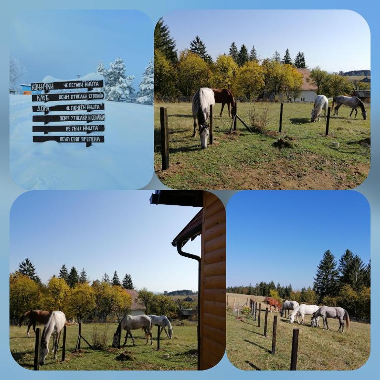 four pictures of horses grazing in a field at Tarin zov in Kaludjerske Bare