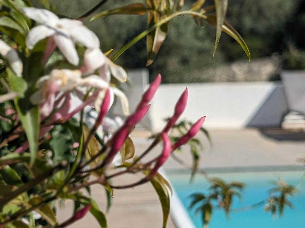 Bazén v ubytování Casa Boho - Turismo Rural nebo v jeho okolí