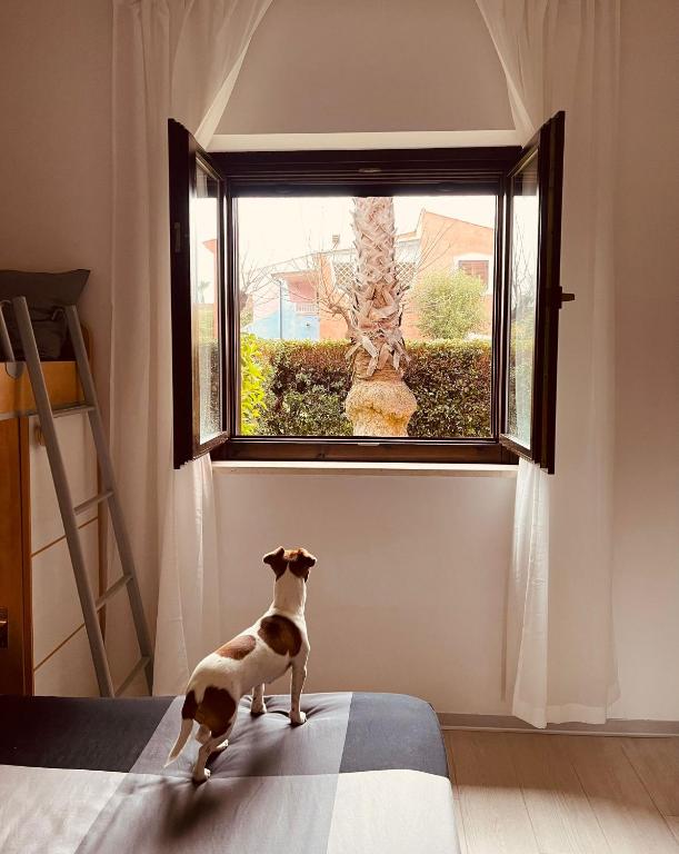 Domácí mazlíčci ubytovaní s hosty v ubytování Casa GIO' GIO' Borgo San Basilio