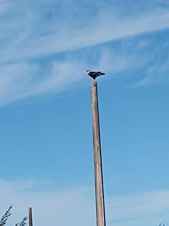 einem schwarzen Vogel, der auf einer Stange sitzt in der Unterkunft Cantinho do Manolo in Laguna