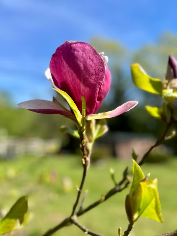 a purple rose is growing on a plant at Siedlisko Nad Potokiem in Hołuczków
