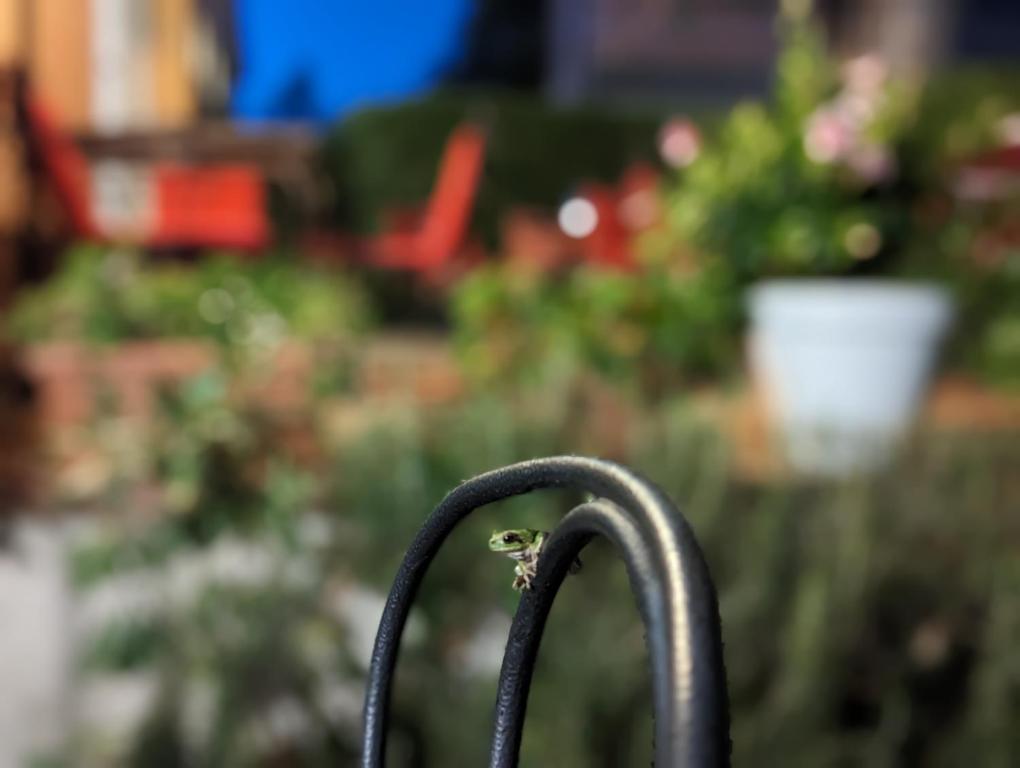 Сад в Hotel Capo Sud