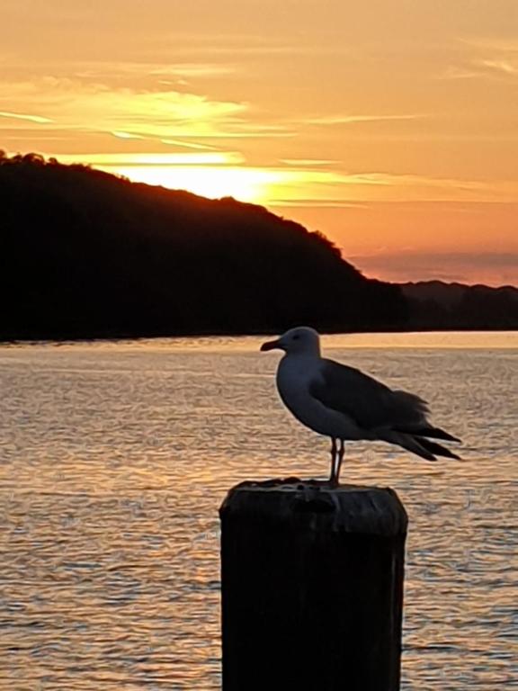 a bird sitting on top of a post near the water at Romantik am Meer - Studio mit Loggia - Direktzugang zum Meer in Wilhelmshaven