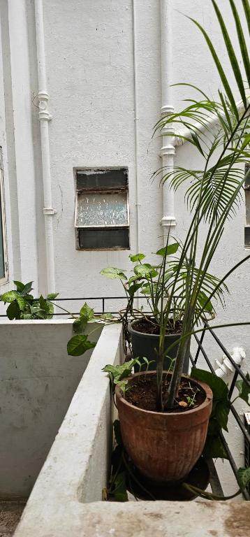 two potted plants sitting on a ledge next to a window at Laxmi Happy Home in Pune in Pune