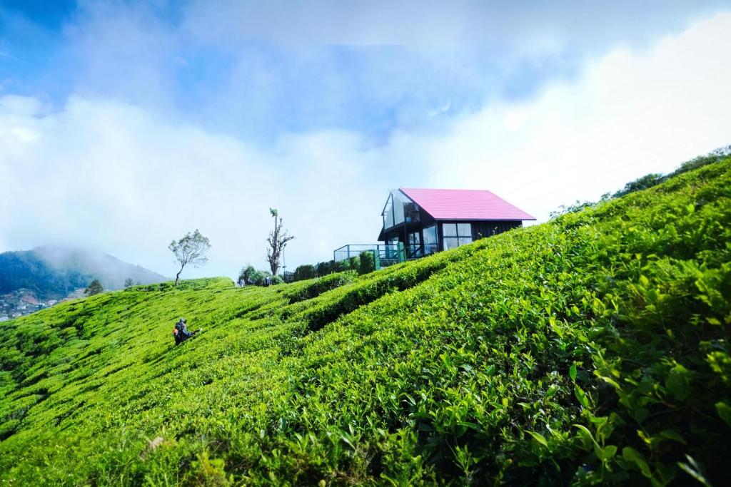 a house on a hill with a person on it at The Blackberry Cottage in Nuwara Eliya