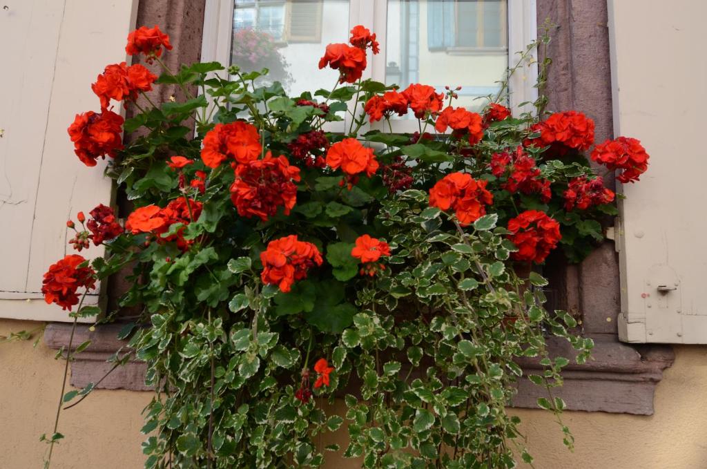 Gîte Meyer-Liss – photo 23