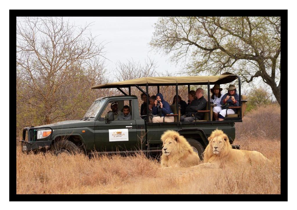 a group of people riding in a safari vehicle with lions at Elandela Private Game Reserve and Luxury Lodge in Hoedspruit