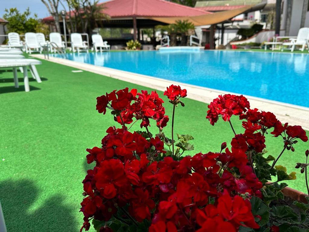 a pot of red flowers next to a swimming pool at Hotel B&B Marina in Paestum