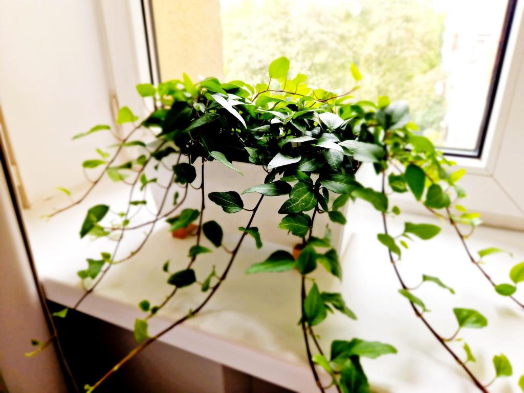 J&W Apartments Grójecka Glam Flat - 7