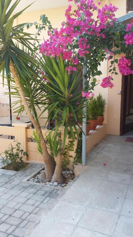 Alexandros Studios & Apartments - 19