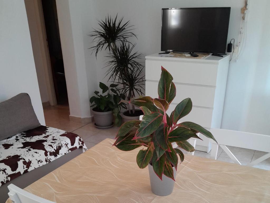 TV a/nebo společenská místnost v ubytování Apartments Viganj