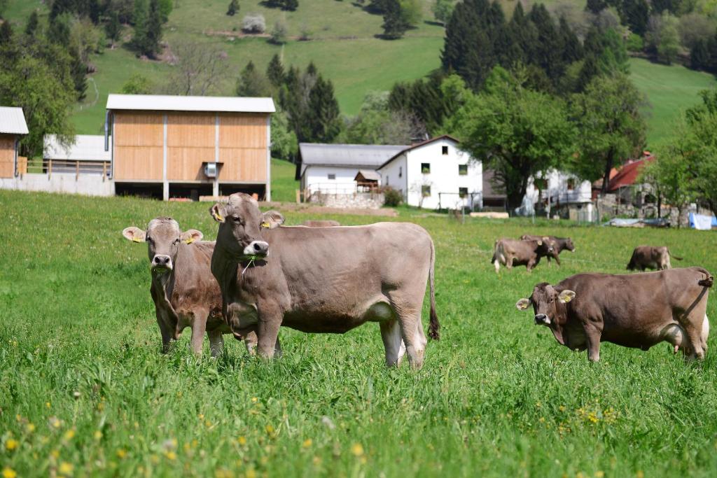 un grupo de vacas de pie en un campo de hierba en Ekološka turistična kmetija pri Lovrču en Tolmin