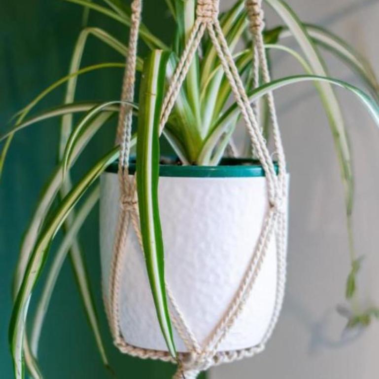 Gorgeous in Green - 2 bed Central Oasis w/king bed - Resim 19