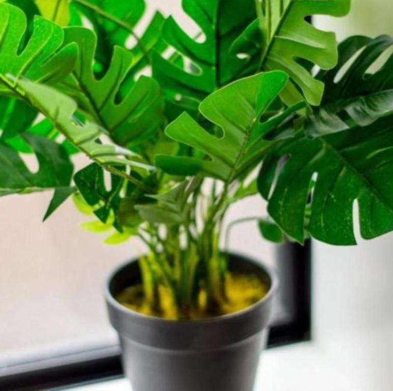 Gorgeous in Green - 2 bed Central Oasis w/king bed - Resim 43