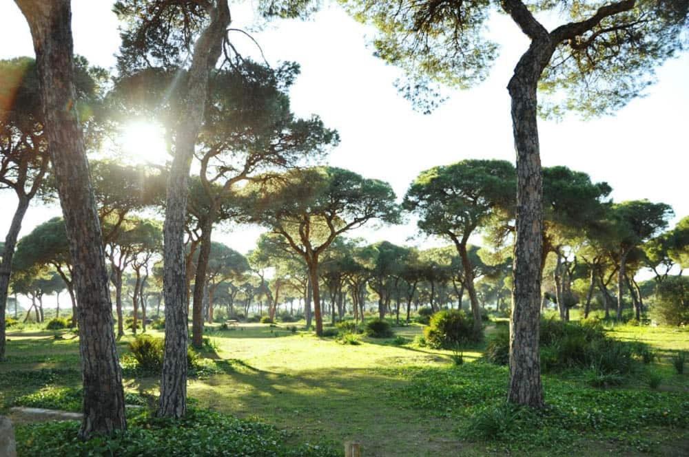 un gruppo di alberi in un parco con il sole splendente di Hostal Quinto Pino a Chipiona