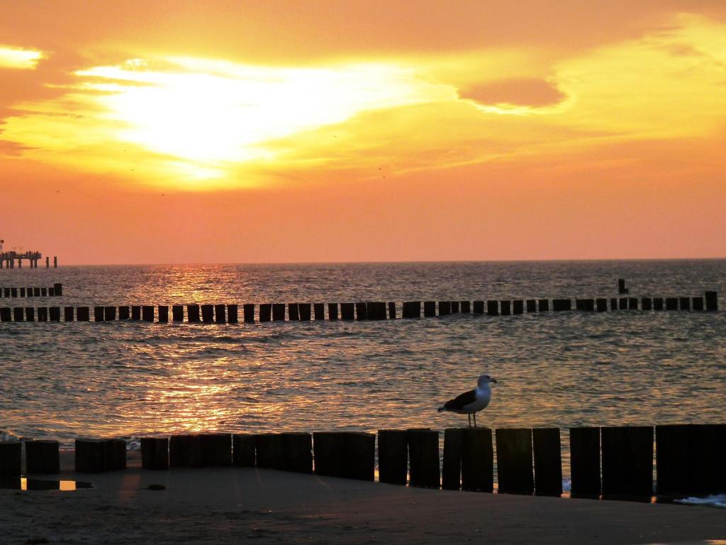 un gabbiano in piedi sulla spiaggia al tramonto di Residenz Lausitz a Graal-Müritz