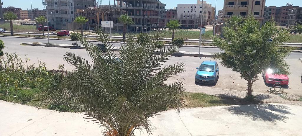 een palmboom en een auto geparkeerd op een parkeerplaats bij شقة بدمياط الجديدة مناطق هادئة in Dumyat al Jadidah