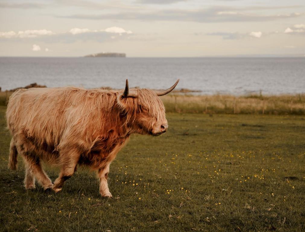 uma vaca parada num campo perto do oceano em Clover Cottage countryside retreat with sea views em Crail