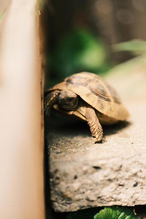 Altri animali domestici presso la stanza in casa privata o nei dintorni