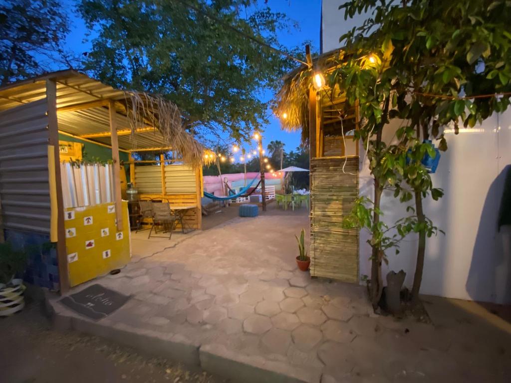 patio w nocy z budynkiem i drzewem w obiekcie Aloha Surf Hostel w mieście San José del Cabo