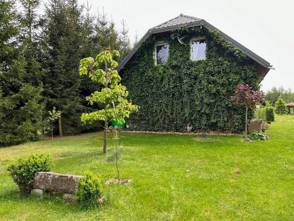 una casa cubierta de hiedra con un árbol en el patio en Pucówka na skraju Puszczy Białowieskiej, en Hajnówka