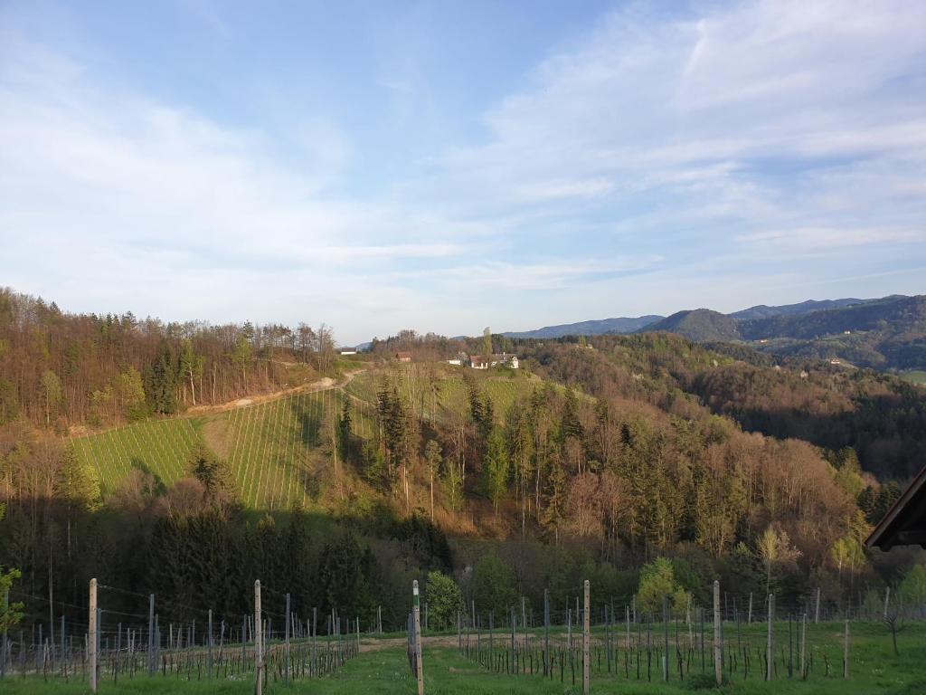 un viñedo en una colina con árboles y una carretera en Somnium - Appartements Südsteiermark - Stammhaus, en Weitersfeld an der Mur