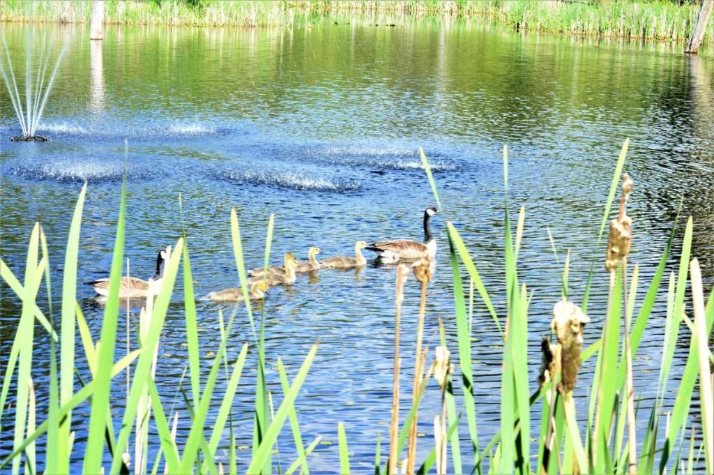 a group of ducks swimming in the water at Landing at Lake Ploenta in Arlington