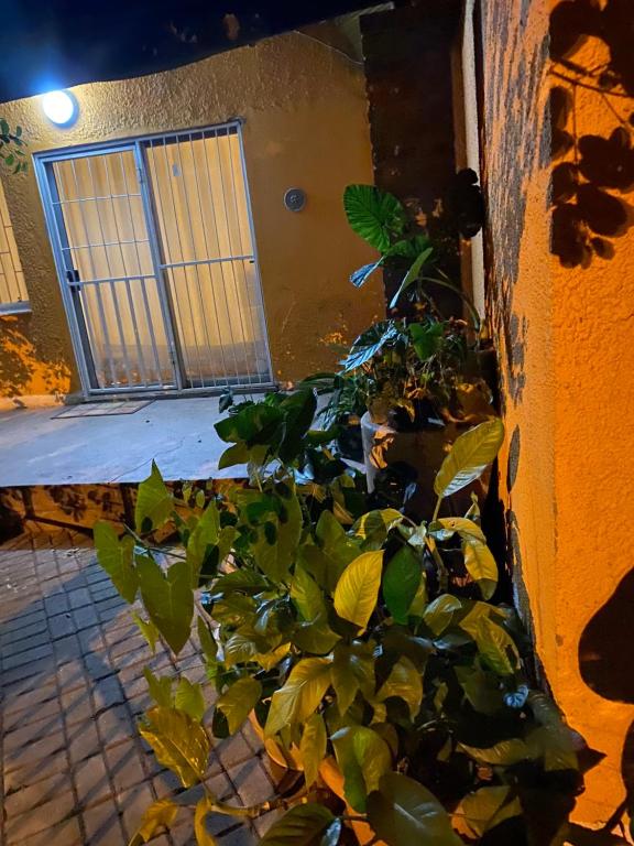 a plant in front of a building with a window at Alvin ‘s House in Tsumeb