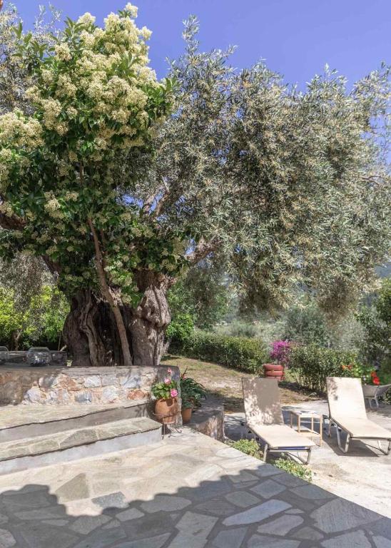 Zahrada ubytování Olivetree private Villa