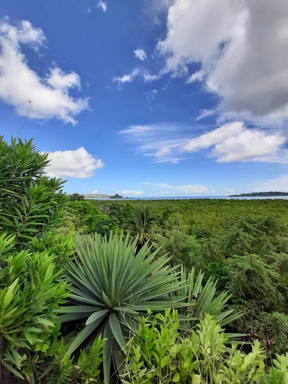 a field with green plants and a blue sky at La Table d Alexandre Gîte de charme entre mangrove et mer in Hell-Ville