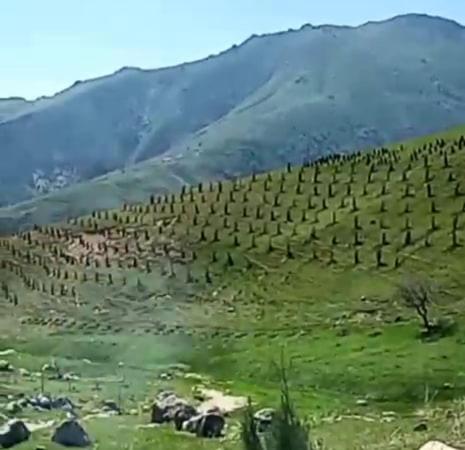 にあるBarlos Oromgohiの山の上に羊や木が植えられた畑