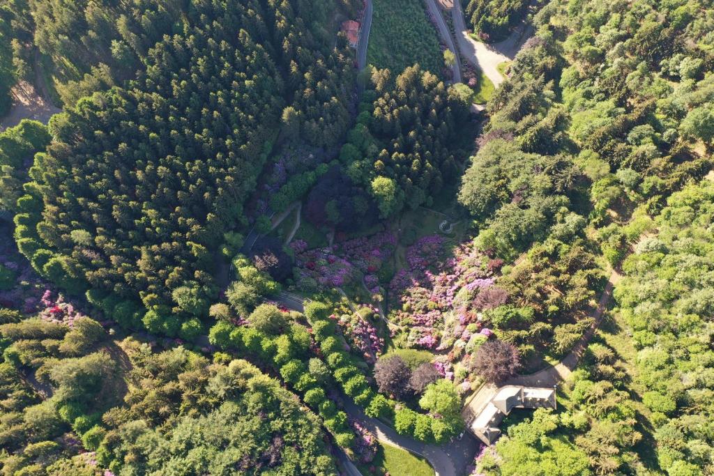 an overhead view of a forest with trees and a road at Bielmonte Appartamenti in Bielmonte