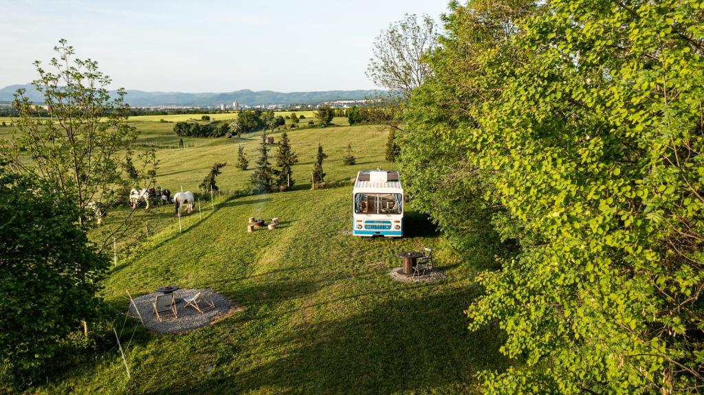 ein alter Bus parkt auf einem Feld mit Kühen in der Unterkunft Bus Ikarus in Prievidza