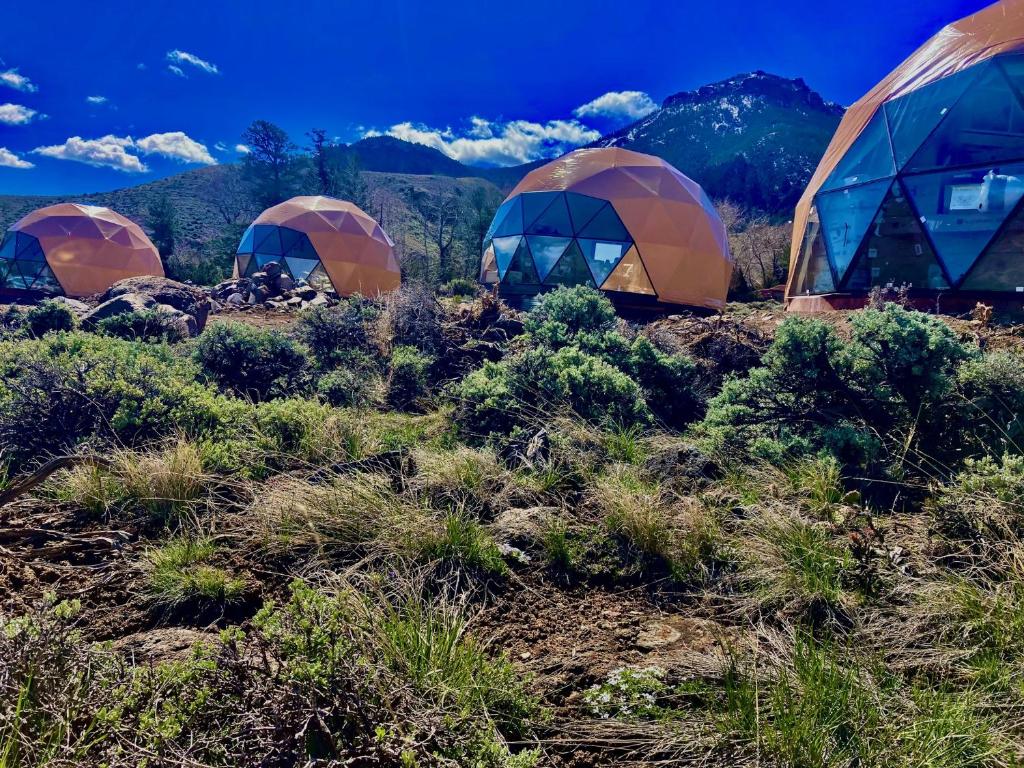 four tents in a field with mountains in the background at Pure Heart Retreat in Cody