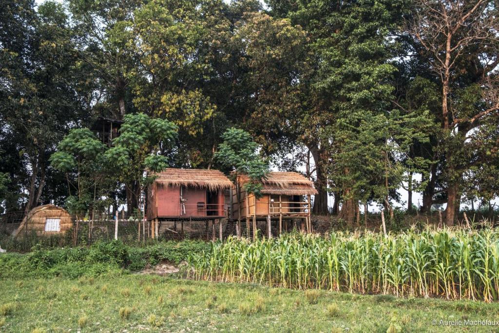 una casa in mezzo a un campo con alberi di Pemsee's Tree Town - Eco-friendly,Tree house hostel a Sauraha