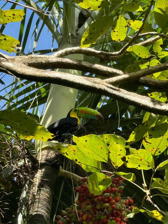 Fotografie z fotogalerie ubytování Casa Mamré v destinaci Cahuita