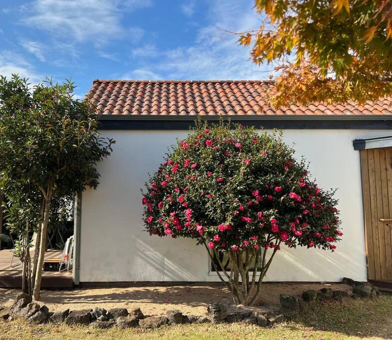 a white house with two trees with pink flowers at Josuri& in Jeju