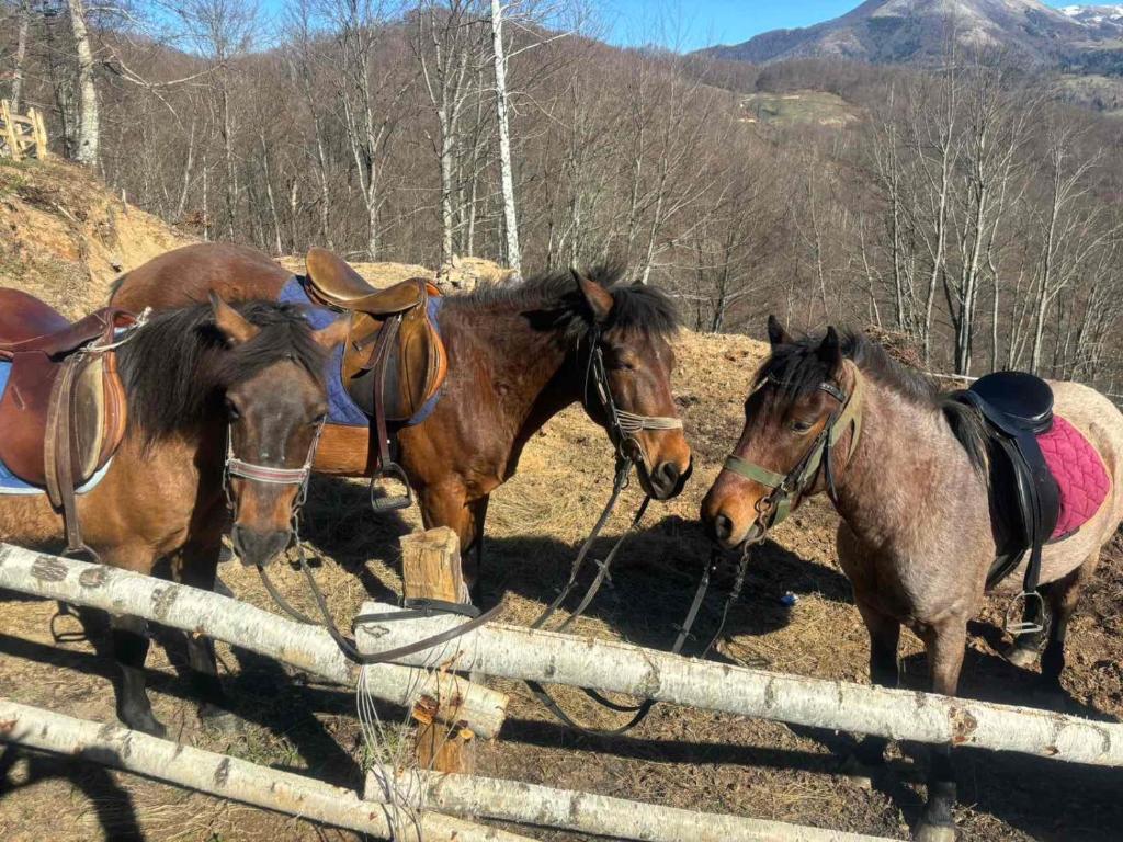 a group of three horses standing next to a fence at Estate Vukadinovic in Mojkovac