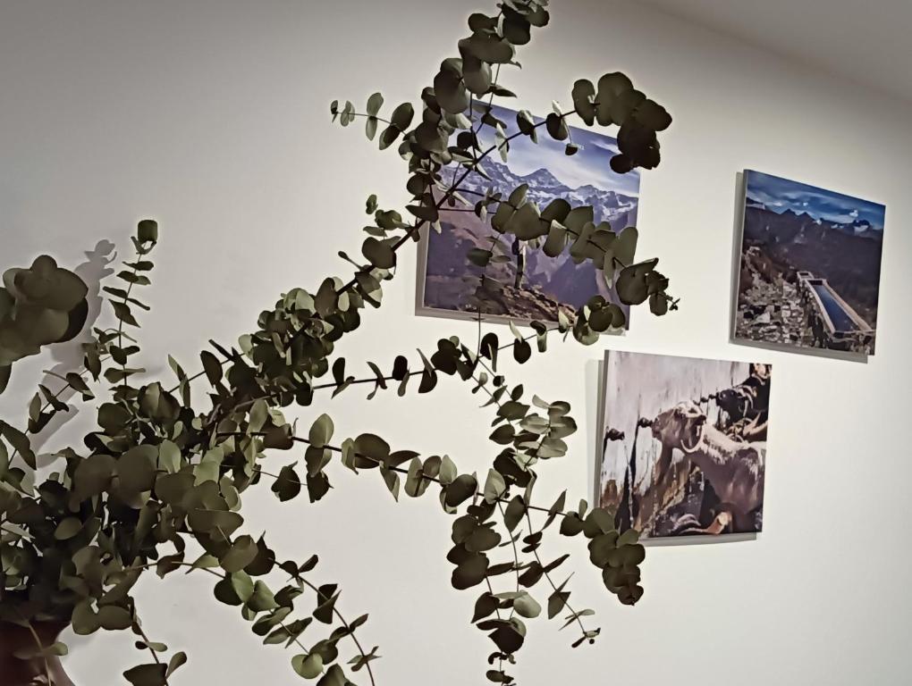 une plante dans un vase sur un mur avec des photos dans l'établissement La Casa de la Plaza, à Güéjar-Sierra