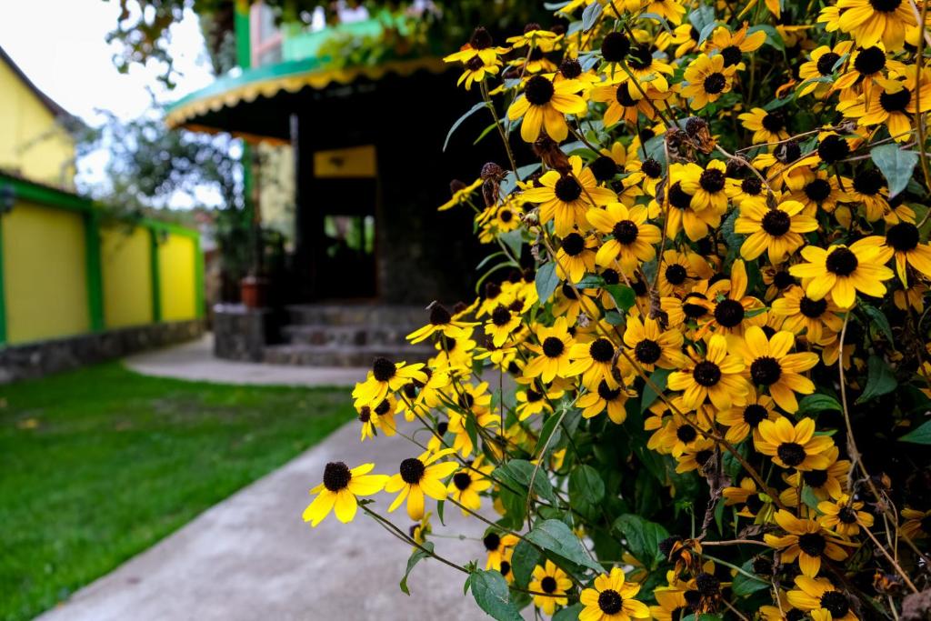 a bunch of yellow flowers in front of a building at Pensiunea Namaesti - Inchiriere integrala in Nămăeşti