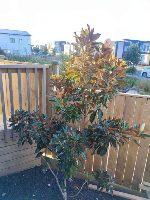 Auckland sweet home - Resim 16