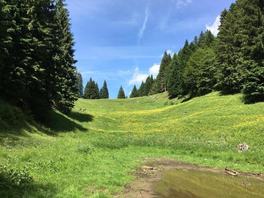 uma colina verde com árvores e um campo de flores em Ferienhaus in Pieve Di Bono mit Grill, Garten und Sauna em Pieve di Bono