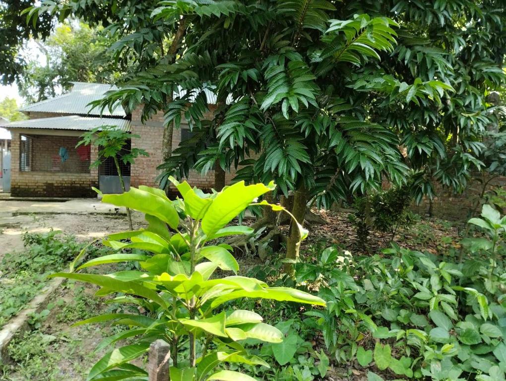 uma planta verde na frente de uma árvore em Goyla 