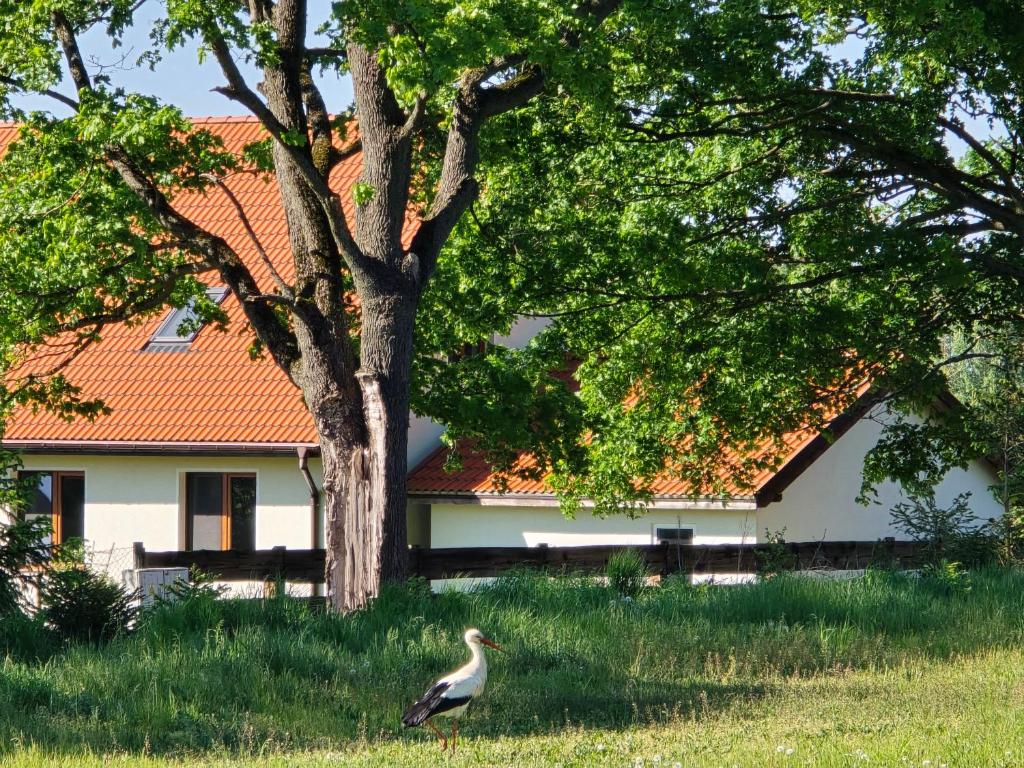 Ogród w obiekcie Mazurskie Siedlisko Zawady