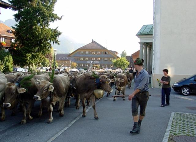 Zvířata v penzionu nebo okolí
