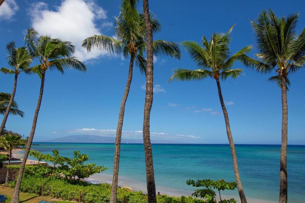 a group of palm trees on the beach at Oceanfront corner unit w/ ac! sk215- Sullivan in Kahana