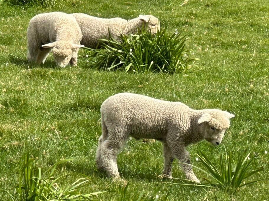 three sheep grazing in a field of grass at Nibble Nook Farm Cottage in Okoroire