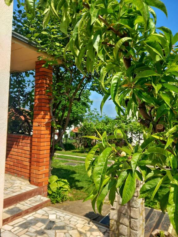 Vrt ispred objekta Apartman Aurora