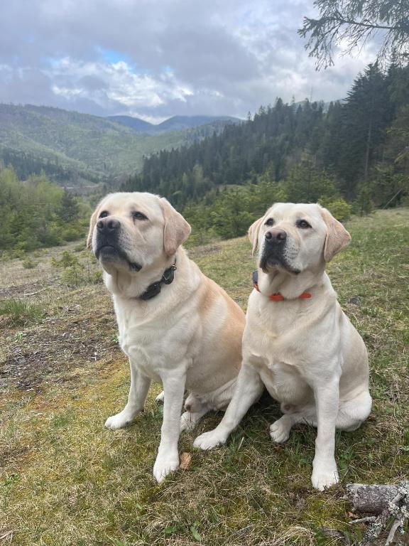 Domácí mazlíčci ubytovaní s hosty v ubytování Penzión Pod Guglom